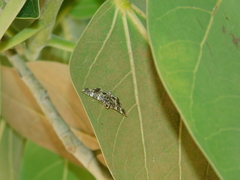 Chabula acamasalis