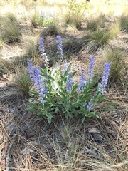 Lupinus diffusus