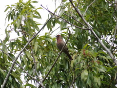 Haemorhous mexicanus