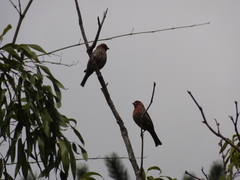 Haemorhous mexicanus