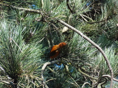 Loxia curvirostra