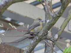 Loxia curvirostra