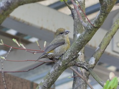 Loxia curvirostra