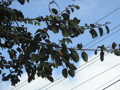 Ficus drupacea