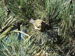 Loxia curvirostra