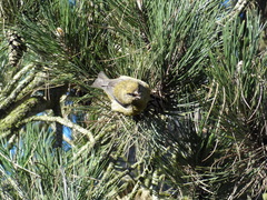 Loxia curvirostra