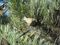 Loxia curvirostra