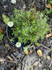 Brachyscome multifida