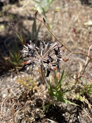 Pelargonium auritum auritum