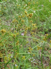 Cyperus fulvus