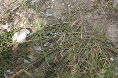 Tribolium hispidum