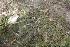 Tribolium hispidum