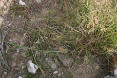 Tribolium hispidum
