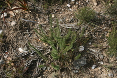 Senecio pinifolius