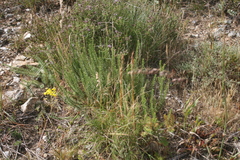 Senecio pinifolius