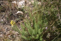 Senecio pinifolius