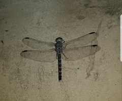 Bradinopyga strachani