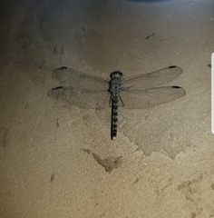 Bradinopyga strachani