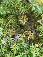 Naultinus gemmeus