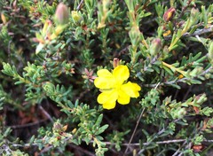 Hibbertia devitata