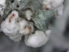 Tremella tuckerae
