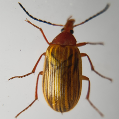 Coleoptera