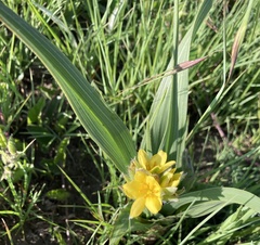 Hypoxis costata