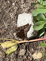 Euphydryas editha