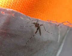 Aedes notoscriptus