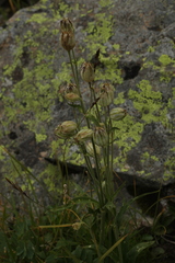 Silene songarica