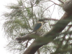 Todiramphus sanctus sanctus