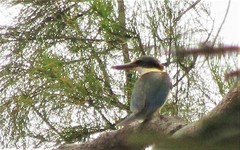 Todiramphus sanctus sanctus