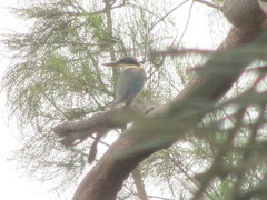 Todiramphus sanctus sanctus