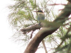 Todiramphus sanctus sanctus