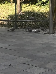 Streptopelia chinensis