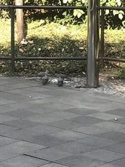 Streptopelia chinensis