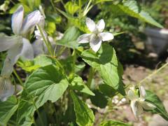 Viola acuminata