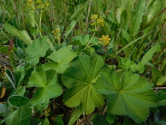Alchemilla crinita