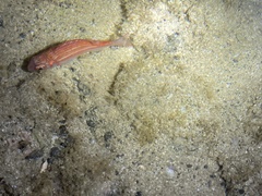 Sargocentron punctatissimum