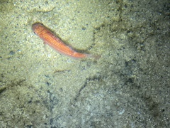 Sargocentron punctatissimum