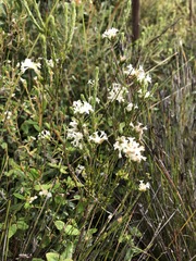 Pimelea phylicoides