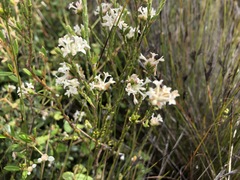 Pimelea phylicoides