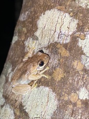 Litoria dentata