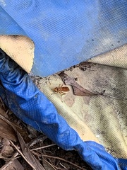 Batozonellus annulatus