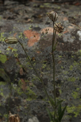 Silene songarica