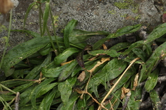 Silene songarica