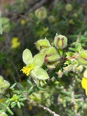 Hibbertia puberula