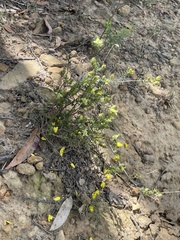 Hibbertia puberula