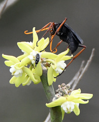 Hoshihananomia pseudoelegans