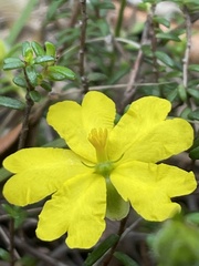 Hibbertia puberula
